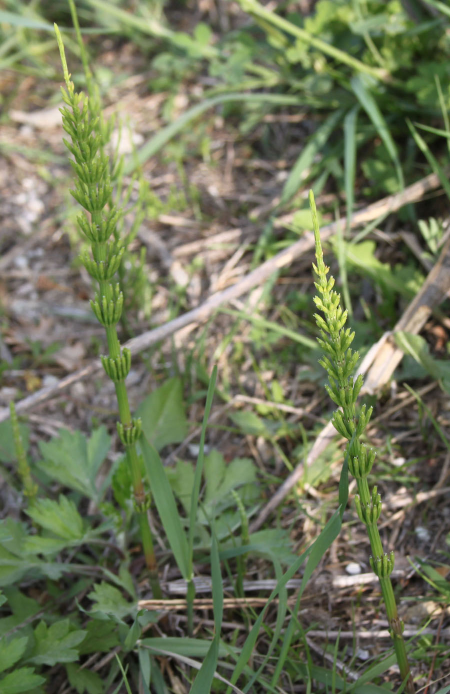 Equisetum telmateja e E. arvense